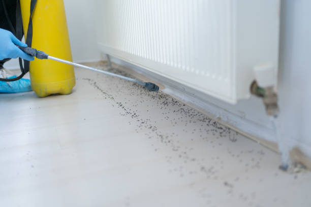 Flea Control Services in Greensburg, IN